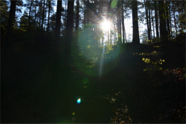 Natur und Lesen  bewusst leben sachsen